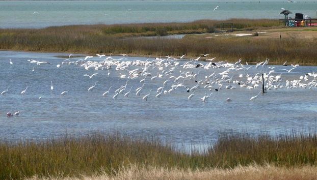 Birds I View by Miss Kitty’s - Foto 4, Servicios del alojamiento