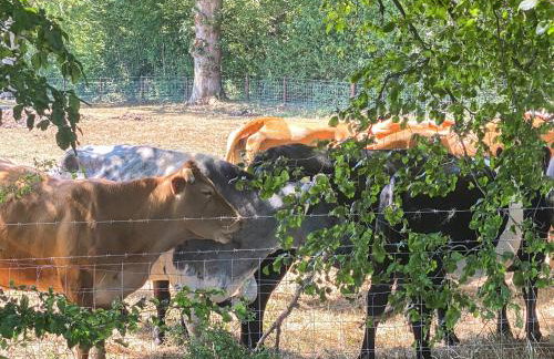 Wysteria, North Lodge - Photo 13