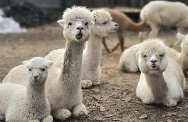 Gospodarstwo agroturystyczne alpaki Pituchówka - Foto 16