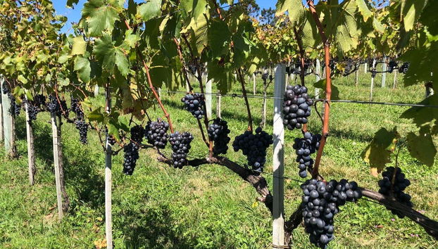 Tour de bicicleta pelos vinhedos da vinícola Villaggio Bassetti com degustação - Foto 3
