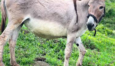 Carrera Living Family Apartments - Foto 3