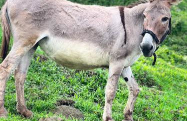 Carrera Living Family Apartments - Foto 3