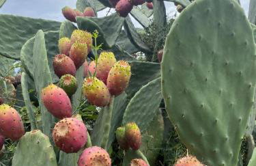 Agri Residence Verde Oliva - Foto 78