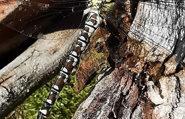 Ferienhaus Oppach - Foto 78