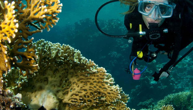 Plongée sur l'île de Lord Howe