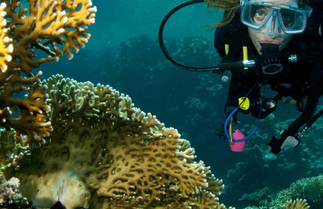 Plongée sur l'île de Lord Howe - Photo 4