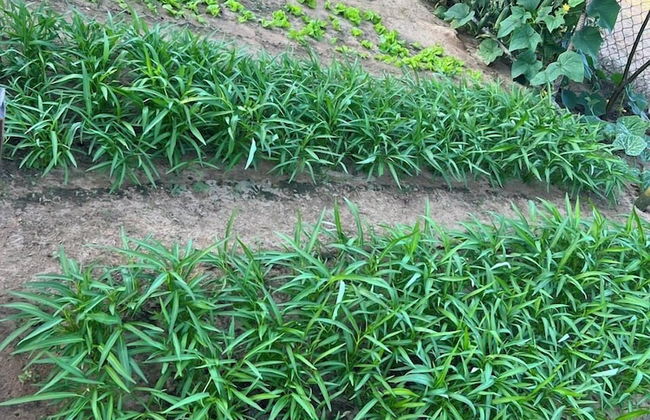 Cat Tien Villa Hoi An - Foto 51