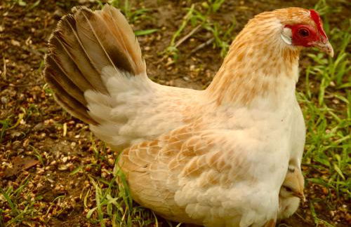 Alte Schmiede - Photo 23