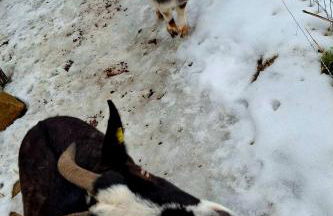 Ferienwohnung Goldfasan - Foto 39