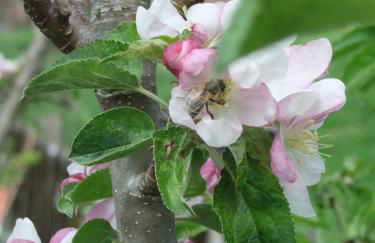 Gerberlaube - Foto 25