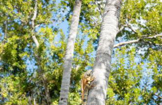 Coconut Bay Resort - Key Largo - Foto 51