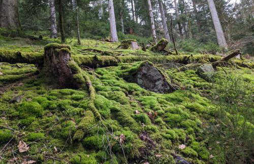 Badischer Neubau-Ruhe-Kunst-Natur - Foto 65