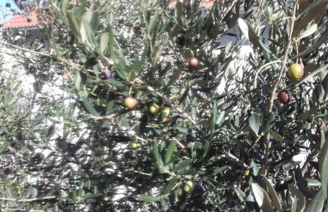 Villa SARA - Photo 24