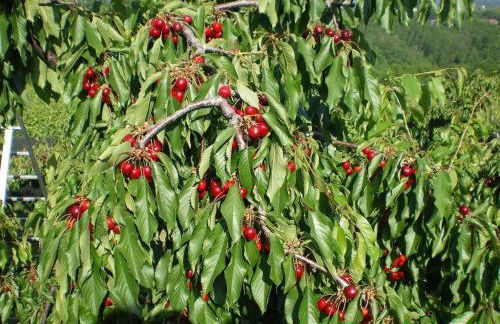 Tenuta Fortelongo - Foto 95