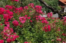 Kaczmarówka - Foto 12