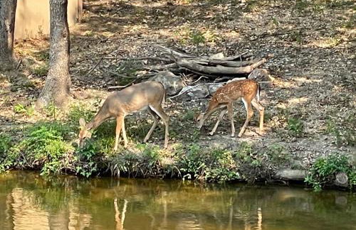 STAIRS OPTIONAL! Lakefront! Pool! On Water! Convenient Fishing! - Photo 44