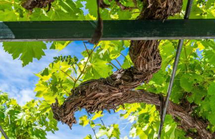 Los Melchores de Grazalema by Ruralidays - Foto 29