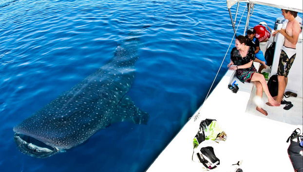 Nado con tiburones ballena - Foto 3