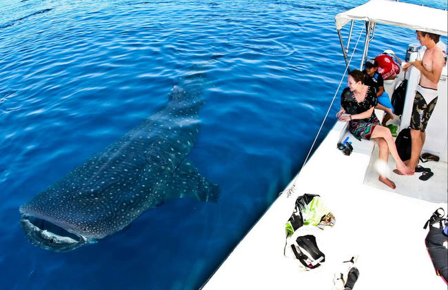 Nado con tiburones ballena - Foto 3