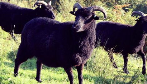 The Peatcutter's Croft, Badralloch - Foto 5