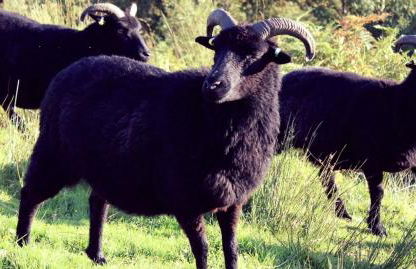 The Peatcutter's Croft, Badralloch - Foto 5