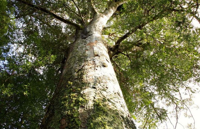 Kawiti Glowworm Caves, Hundertwasser Exhibition Centre & Opua Forest Tour - Photo 5