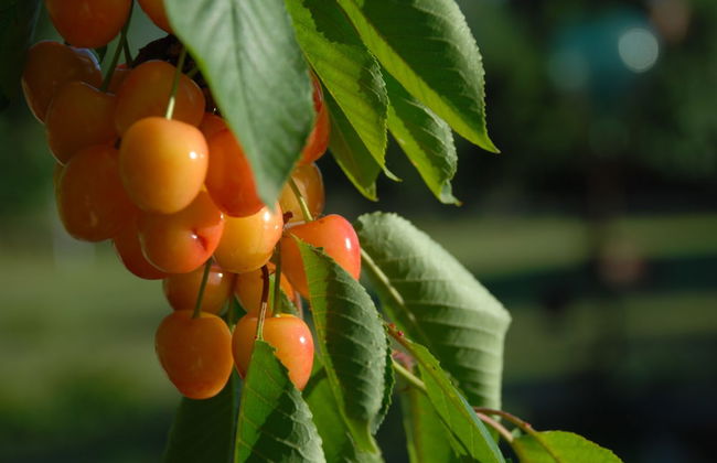 Silence and Relaxation in Countryside of Umbria - Photo 20
