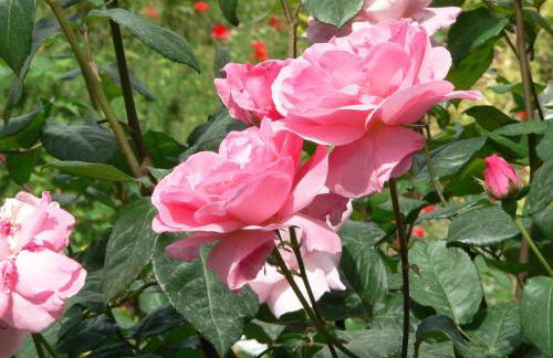 Ferienwohnung in Bonn - Foto 47