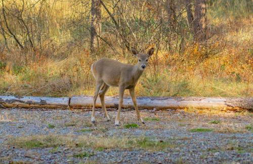 Frontier Cabin by Twin Beds Vacation Homes - Photo 38
