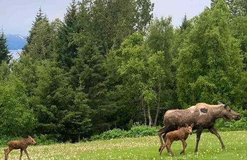 Raspberry Cottage - Foto 13