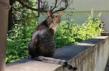 Stajnia Lisewo - Foto 41