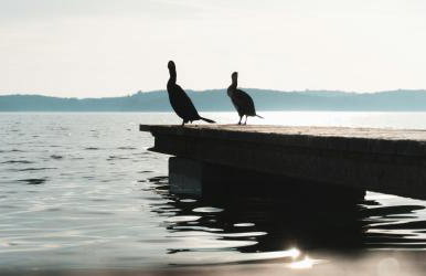 PR Apartment Fazana - Foto 24