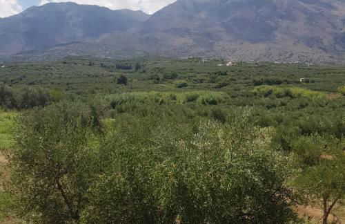 Katy's Luxury Apartments - Photo 10