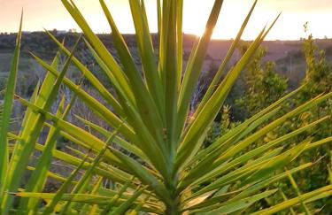 Quinta do Vale Encantado "the Valley" - Santarém - Portugal - Foto 77