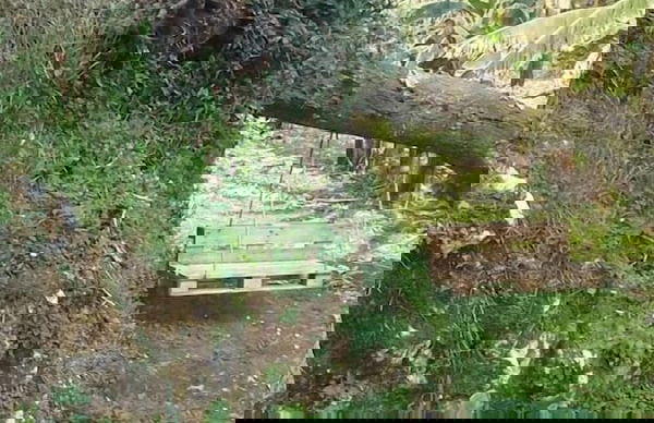 Bosque de Cuevas - Foto 35