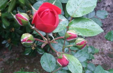 Giardino delle rose - Foto 48