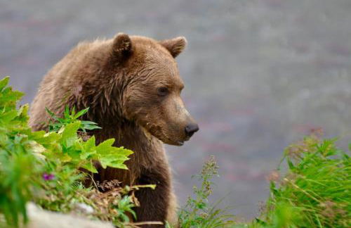 Sneaky Moose Townhome 2BR 2BA - Foto 46