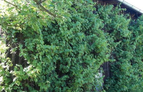 Ferienwohnung Mohnblume - Photo 18