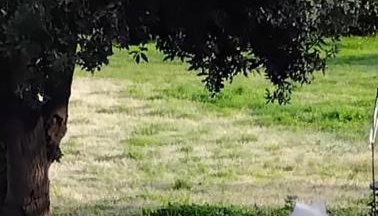 Villa Aiali - Foto 5