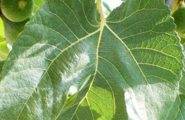 Ferienhaus Pfalzklause - Foto 13