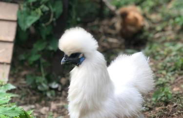 Gîte Tanagra : Maison avec piscine et vue exceptionnelle - Foto 57