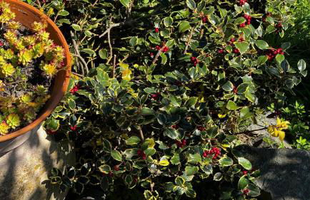 Villa in collina con vista mozzafiato su Noli - Photo 32