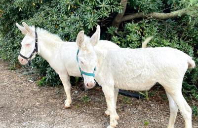 Agriturismo Santa Lucia - Foto 52