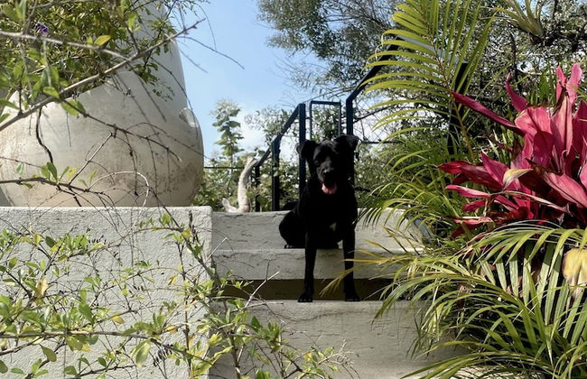 Bosque Geométrico - Foto 45