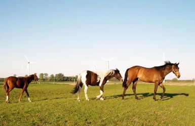 Schleusenhof Ferienwohnung - Foto 25
