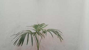 Casa MD - Foto 4, Garden view