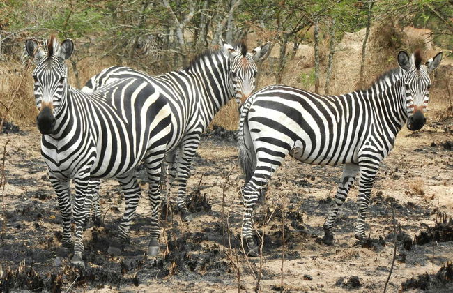 Safari de 2 días por el Parque Nacional del Lago Mburo - Foto 5