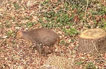 Little Woodside a beautiful New Forest self contained private luxury annexe - Foto 72