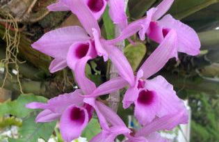 Casa do Lago Sairé - Photo 20