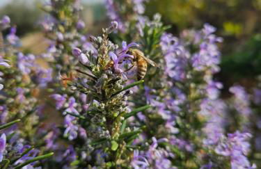 Country House La Cipolla D'oro - Foto 33